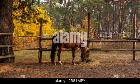 Un cheval brun dans le corral mange du foin. Campagne. Banque D'Images