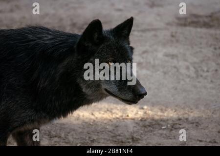 Portrait d'un magnifique loup noir du nord-ouest au coucher du soleil Banque D'Images
