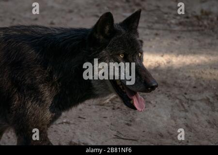 Portrait d'un magnifique loup noir du nord-ouest au coucher du soleil Banque D'Images