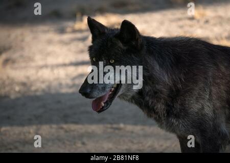 Portrait d'un magnifique loup noir du nord-ouest au coucher du soleil Banque D'Images