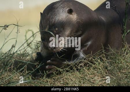 Portrait d'une loutre mangeant un poisson près d'un étang dans la nature Banque D'Images