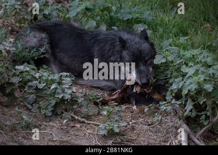Portrait d'un magnifique loup noir du nord-ouest mangeant une jambe de porc dans la nature Banque D'Images