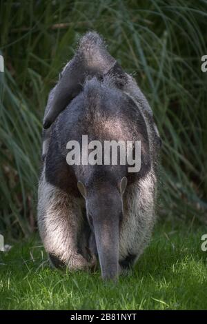 Portrait d'un anteater géant transportant son veau sur son dos marchant sur l'herbe Banque D'Images