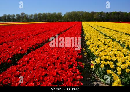 Lisse, Pays-Bas-mai 2019: Vue au niveau des yeux de longues rangées de tulipes jaune et rouge vif au printemps Banque D'Images