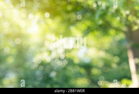 Bokeh flou de jardin d'arbres en arrière-plan le matin, saison estivale du printemps ou idées de concept vert Banque D'Images