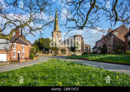 Église St Mary's à Astbury près de Congleton Cheshire Angleterre avec le vert du village et des jonquilles en fleur au printemps avec le ciel bleu Banque D'Images