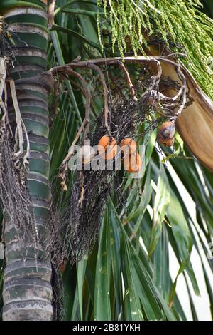 Fleur d'écrou ou de noix de bétel et fruits sur l'arbre. L'écrou d'areca est la graine de la paume d'areca (Areca catechu), qui pousse dans la plupart des tropicaux Banque D'Images