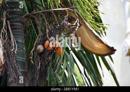 Fleur d'écrou ou de noix de bétel et fruits sur l'arbre. L'écrou d'areca est la graine de la paume d'areca (Areca catechu), qui pousse dans la plupart des tropicaux Banque D'Images