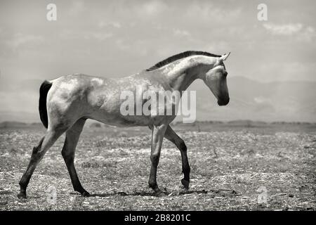 Jeune buckskin akhal teke colt marche dans la steppe contre les miuntains et le ciel bleu vif. Noir et blanc. Banque D'Images
