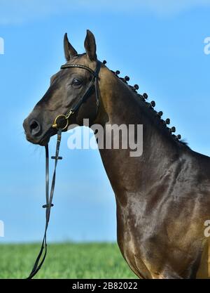 Portrat de l'étalon akhal teke de buckskin dans une bride debout dehors dans un champ d'été contre le ciel bleu. Sport équestre. Banque D'Images
