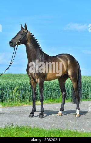 Superbe buckskin Akhal Teke debout sur le côté extérieur dans le champ. Sport équestre. Banque D'Images