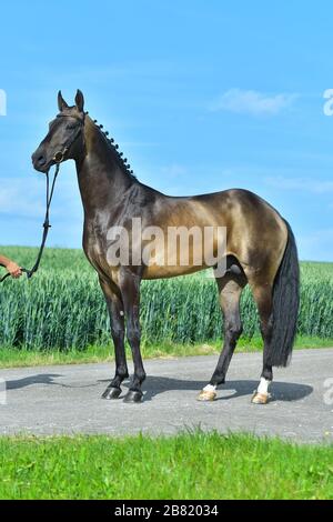 Superbe buckskin Akhal Teke debout sur le côté extérieur dans le champ. Sport équestre. Banque D'Images