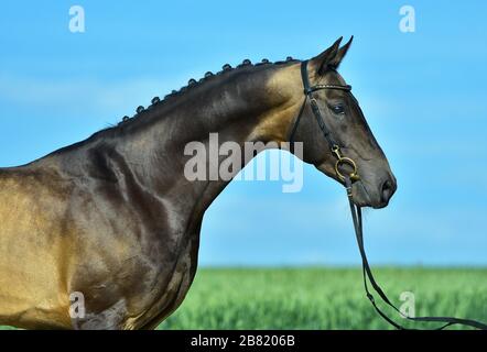 Portrat de l'étalon akhal teke de buckskin dans une bride debout dehors dans un champ d'été contre le ciel bleu. Sport équestre. Banque D'Images