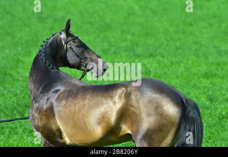 Portrat de l'étalon akhal teke de buckskin dans une bride debout dehors dans un champ d'été. Sport équestre. Banque D'Images
