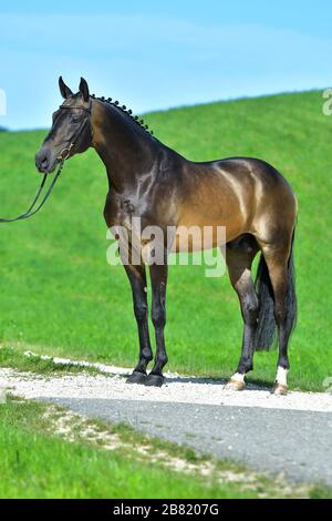Superbe buckskin Akhal Teke debout sur le côté extérieur dans le champ. Sport équestre. Banque D'Images
