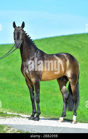 Superbe buckskin Akhal Teke debout sur le côté extérieur dans le champ. Sport équestre. Banque D'Images