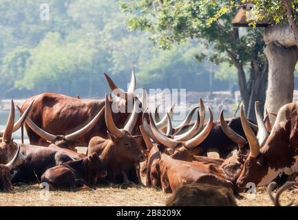 Groupe de gros plan d'Ankole Watusi sur l'herbe sèche Banque D'Images