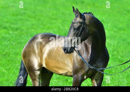 Portrat de l'étalon akhal teke de buckskin dans une bride debout dehors dans un champ d'été. Sport équestre. Banque D'Images