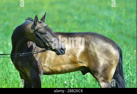 Portrat de l'étalon akhal teke de buckskin dans une bride debout dehors dans un champ d'été. Sport équestre. Banque D'Images