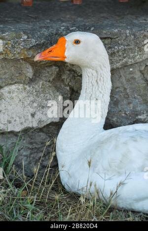 Oie blanche avec yeux bleus assis sur l'herbe dans l'ombre près du mur gris de pierre. Portrait animal. Banque D'Images