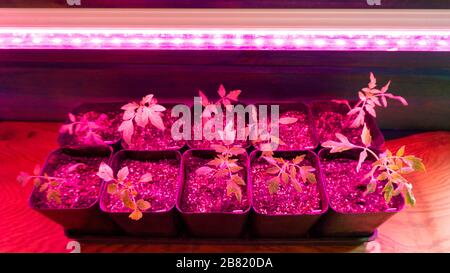 Croissance intérieure de semis de tomates sous un phytolocamp. Plantules de tomates sous lumière violette à partir de feux de croissance à LED. Banque D'Images