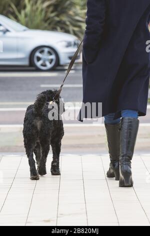 Gros plan avec chien noir Banque D'Images