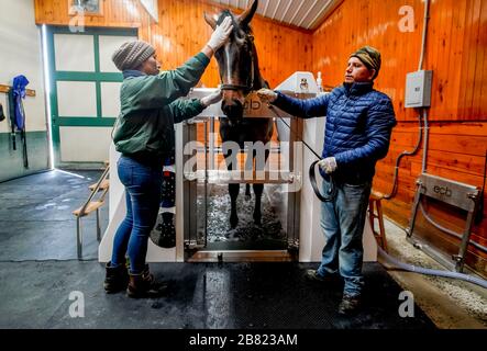 18 mars 2020, Fair Hill, MD, États-Unis: 18 mars 2020 : un cheval reçoit un traitement dans le spa d'eau salée froide du Centre de thérapie équine de Fair Hill. La vie continue au Centre d'entraînement de Fair Hill, à Fair Hill, dans le Maryland. Bien qu'aucun spectateur ne soit autorisé dans une installation de course aux États-Unis, ou dans le monde essentiellement, pendant la pandémie de coronavirus, les chevaux doivent encore s'entraîner et faire de l'exercice. Le Fair Hill Trainer Center, dans le comté de Cecil, dans le Maryland, est toujours ouvert aux entreprises et les athlètes de l'équine restent actifs à travers la crise de COVID-19. Scott Serio/Eclipse Sportswire/CSM Banque D'Images