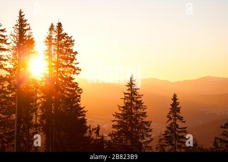 Le haut des pins surpeuplent les collines et l'arrière-plan de la vallée avec un coucher de soleil doré brillant au-dessus de l'été clair jour. Encore paysages de voyages et de destin Banque D'Images