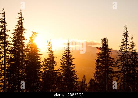 Le haut des pins surpeuplent les collines et l'arrière-plan de la vallée avec un coucher de soleil doré brillant au-dessus de l'été clair jour. Encore paysages de voyages et de destin Banque D'Images