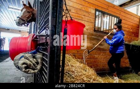 18 mars 2020, Fair Hill, MD, États-Unis: 18 mars 2020 : un ouvrier de grange répand le foin dans un décrochage tout en portant un masque de protection. La vie continue au Centre d'entraînement de Fair Hill, à Fair Hill, dans le Maryland. Bien qu'aucun spectateur ne soit autorisé dans une installation de course aux États-Unis, ou dans le monde essentiellement, pendant la pandémie de coronavirus, les chevaux doivent encore s'entraîner et faire de l'exercice. Le Fair Hill Trainer Center, dans le comté de Cecil, dans le Maryland, est toujours ouvert aux entreprises et les athlètes de l'équine restent actifs à travers la crise de COVID-19. Scott Serio/Eclipse Sportswire/CSM Banque D'Images