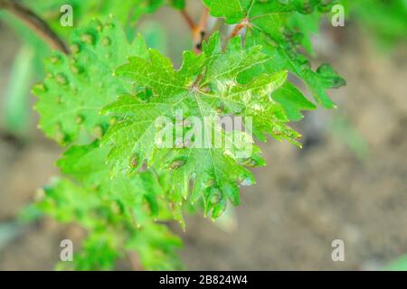 la maladie des feuilles de raisin a infecté la maladie des plants de raisin du vignoble Banque D'Images
