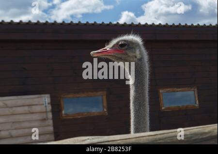 Portrait de la tête et du cou des oiseaux autruches à la ferme Banque D'Images