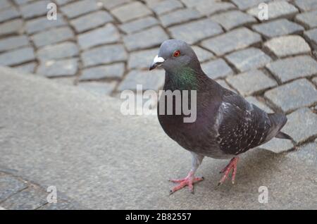 pigeon dans la ville sur le fond des pavés Banque D'Images