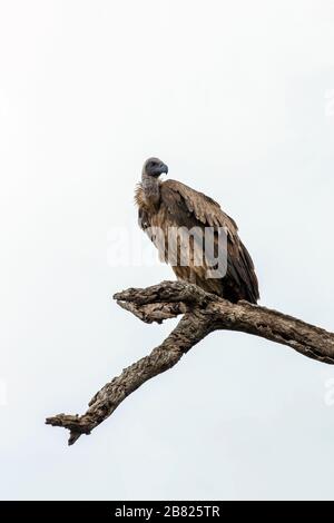 Cap Vautour perché dans un arbre mort contre un ciel clair dans le Parc National Kruger, Afrique du Sud Banque D'Images