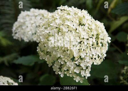 hydrangea arborescens annabelle Banque D'Images