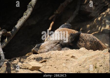 Portrait d'un sanglier dormant sur le sol, jour ensoleillé en été Banque D'Images