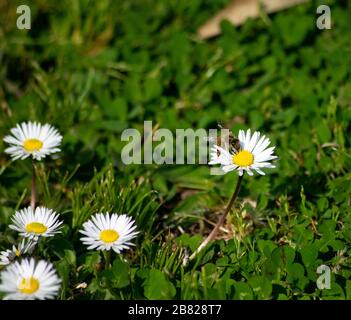 Trèfle pré avec abeille sucer nectar sur les daisies blanches Banque D'Images