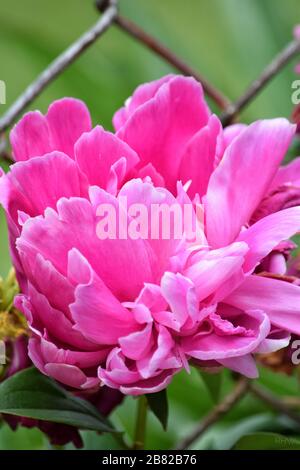 Fleur de pivoine rose vif Banque D'Images