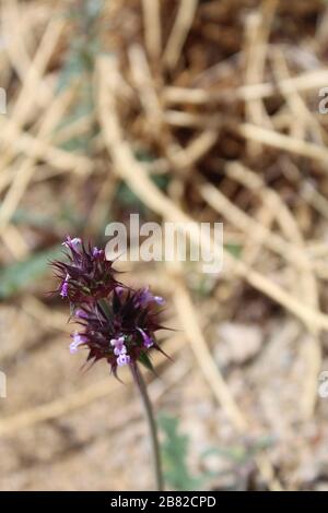 Desert Chia, Salvia Columbariae, un petit printemps indigène annuel dans le parc national de Joshua Tree, désert de Mojave du sud. Banque D'Images