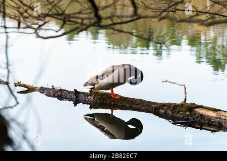 Canard mâle (Anas platyrhynchos) debout sur un tronc d'arbre dans un lac et nettoyer son plumage humide au printemps. Réflexion parfaite du miroir dans l'eau calme Banque D'Images