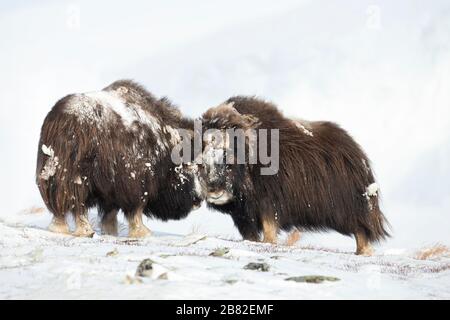 Gros plan sur deux grands boeufs musqués puissants luttant en hiver, en Norvège. Banque D'Images