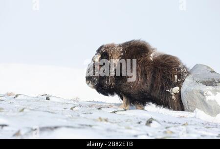 Gros plan d'un homme Musk Ox frottant son dos sur une pierre dans les montagnes enneigées Dovrefjell, hiver en Norvège. Banque D'Images