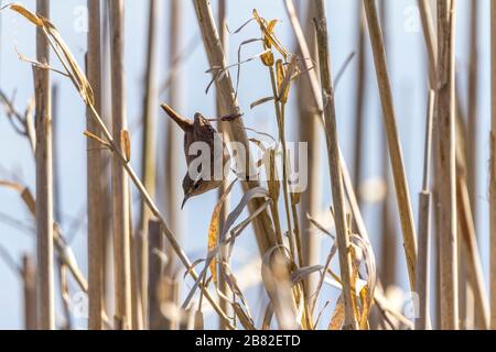 Wren (Troglodytes troglodytes) petit oiseau brun rougeâtre avec queue courte souvent coquée long mince bill et grands pieds. Baissez le dessous du plumage barré Banque D'Images