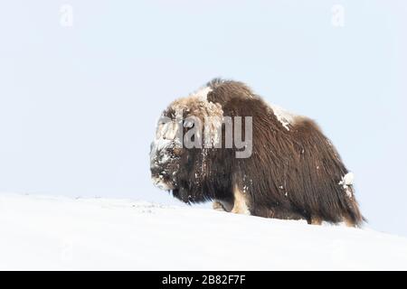Musk Ox en hiver, les montagnes Dovrefjell, Norvège. Banque D'Images