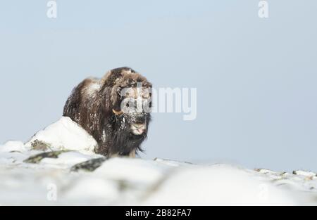 Musk Ox en hiver, les montagnes Dovrefjell, Norvège. Banque D'Images