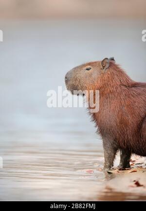 Gros plan d'un Capybara sur fond clair sur une rive de rivière, South Pantanal, Brésil. Banque D'Images