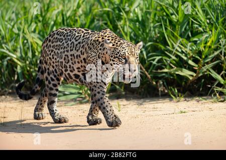 Gros plan sur une Jaguar marchant sur le sable le long de la rive de la rivière, Pantanal, Brésil. Banque D'Images