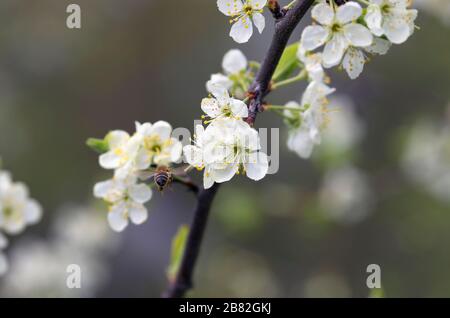 Au printemps, une abeille volante pollinise les cerisiers en fleurs Banque D'Images