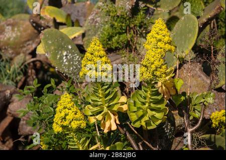 Eonium arboreum ssp. Holochrysum Banque D'Images