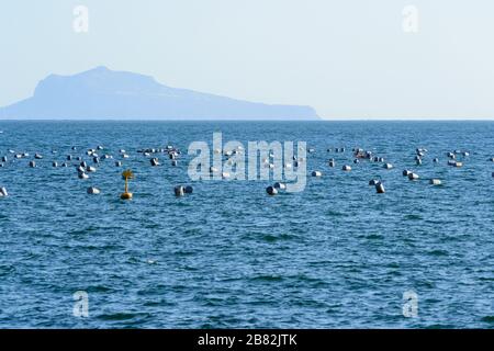 L'île de Capri sur la ligne d'horizon au-dessus du golfe de Naples vue du front de mer de la ville dans une vue sur le paysage avec de nombreux barriques de pêche flottant smoll Banque D'Images